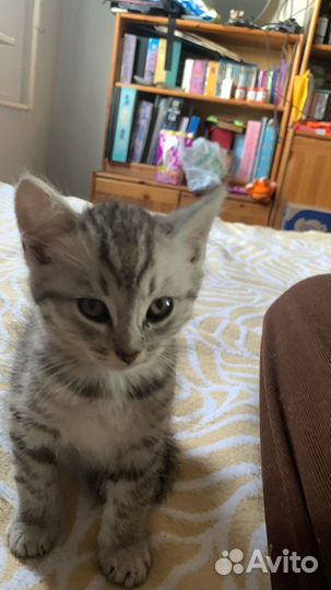 Котенок мальчик 1,5 мес