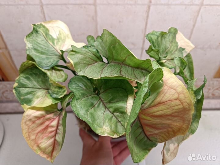 Сингониум орм Тонг ORM Tong