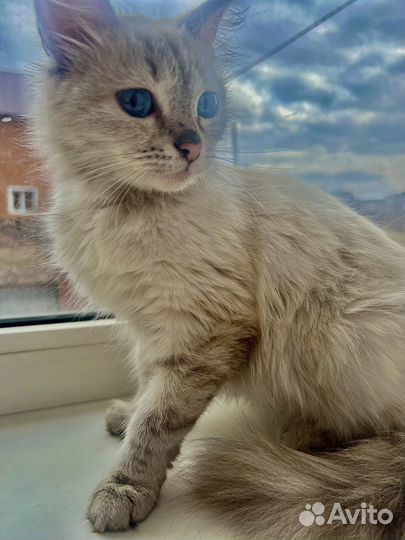 Кошки