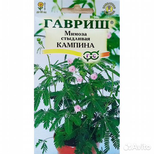 Мимоза стыдливая Кампино