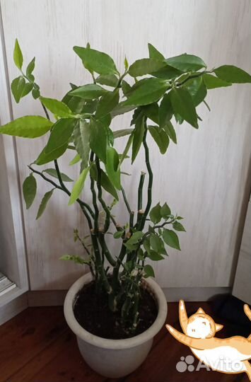 Педилантус (взрослый, не черенок )