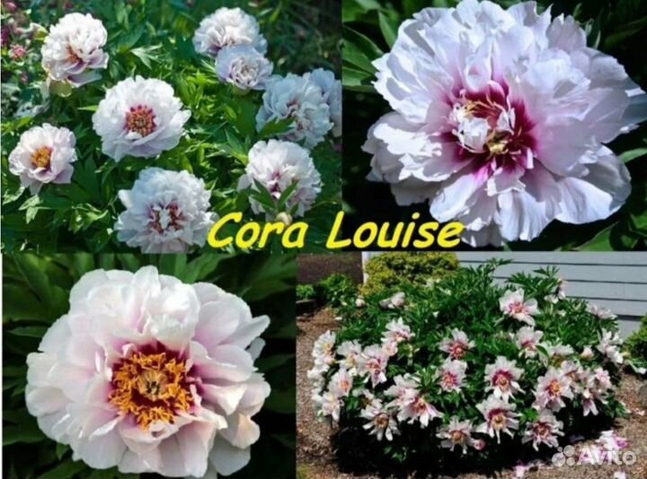 Пион Кора Льюис