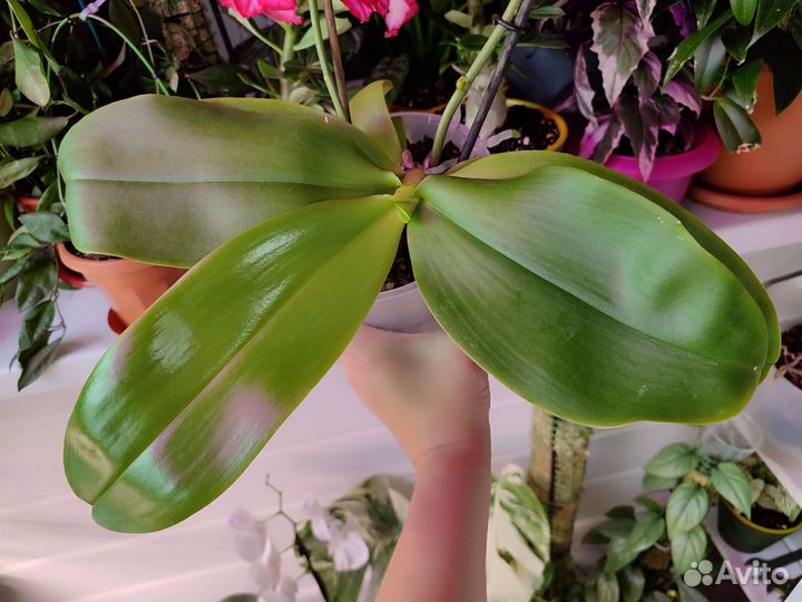 Орхидея Лиодоро