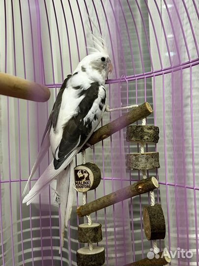 Корелла безщекая