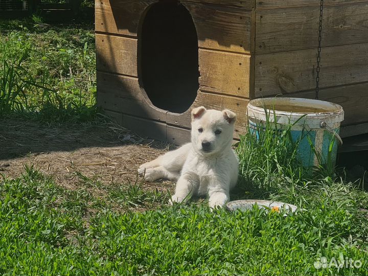 Щенок в добрые руки