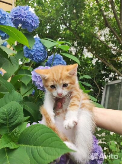 Котята в добрые руки бесплатно