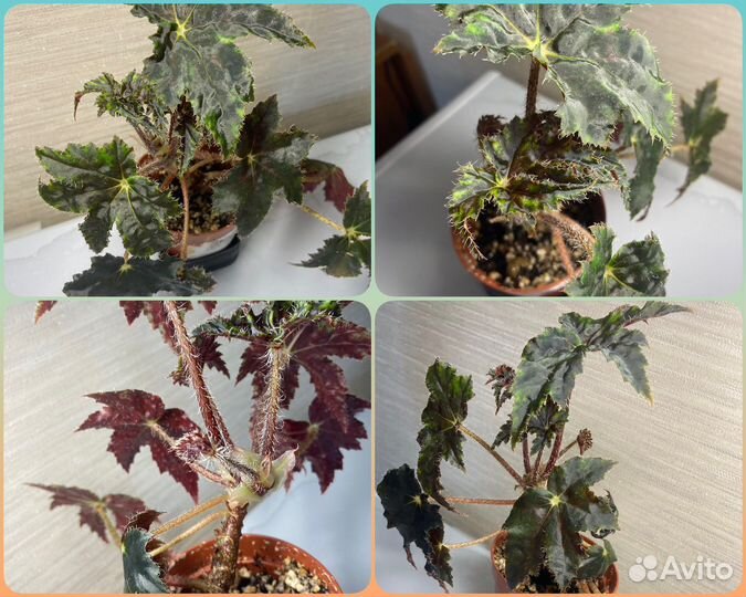 Фил.Розовая принцесса,бегония Черная мамба