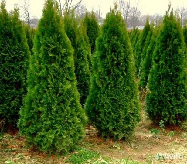 Туя смарагд оптом