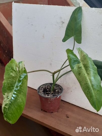 Цветы комнатные ч.3