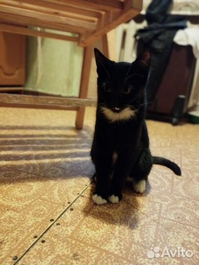 Домашняя передержка, собаки, кошки, зооняня