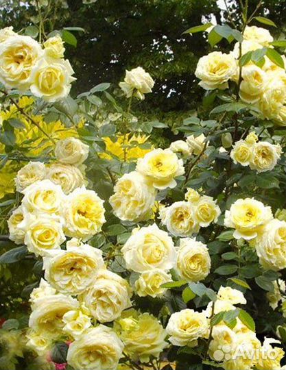 Роза плетистая Эльф