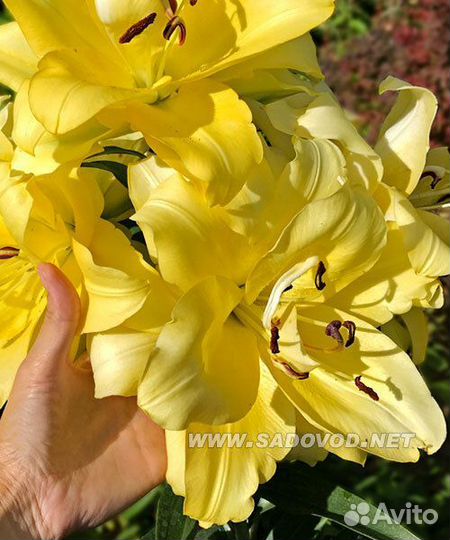 Лилия Экзотик сан