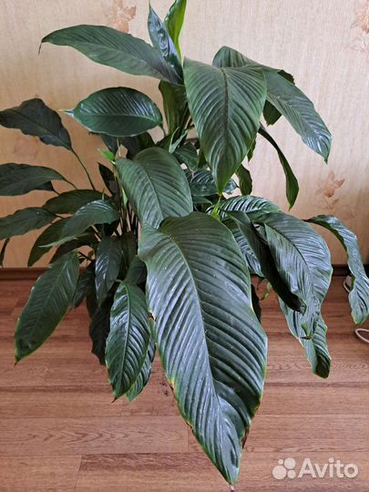 Спатифиллум