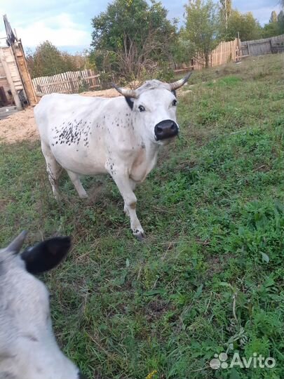 Корова телята