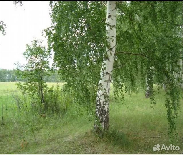 Веники