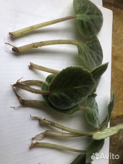 Фиалка 20 или обмен