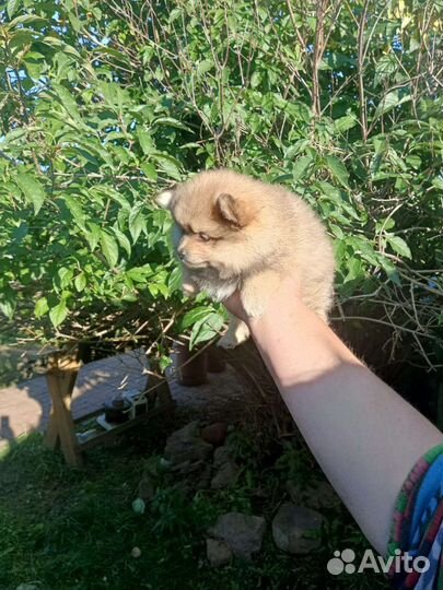 Немецкий Шпиц