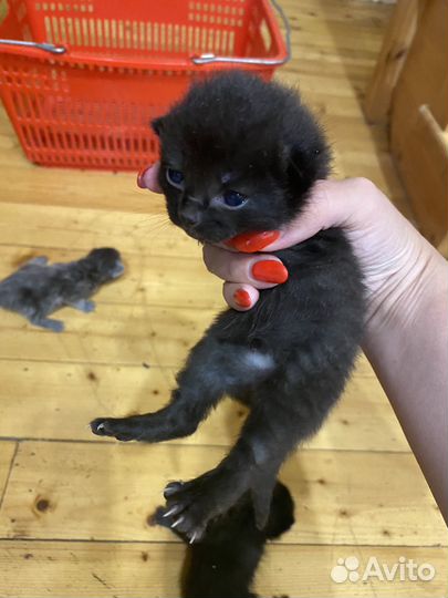 Котята в добрые руки