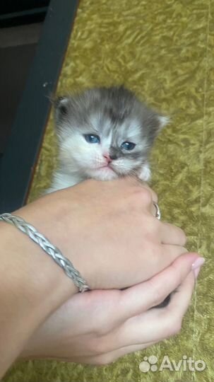 Кошки в добрые руки даром