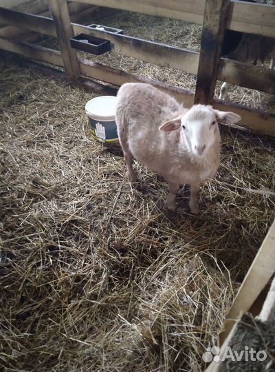 Продаётся баранчик Катум+Дорпер