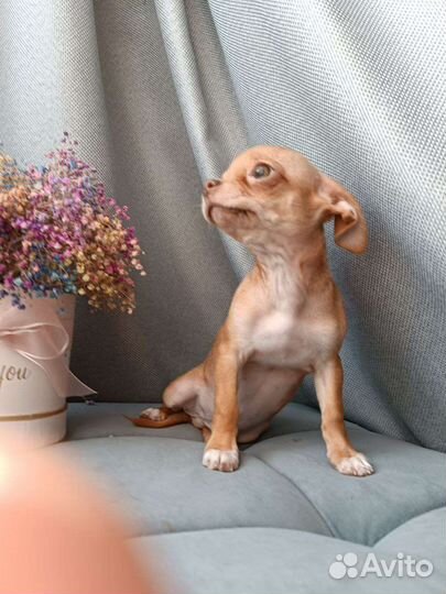 Щенки чихуахуа