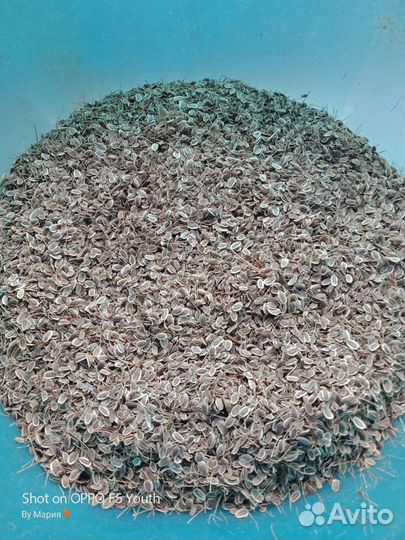 Семена укропа,кориандра