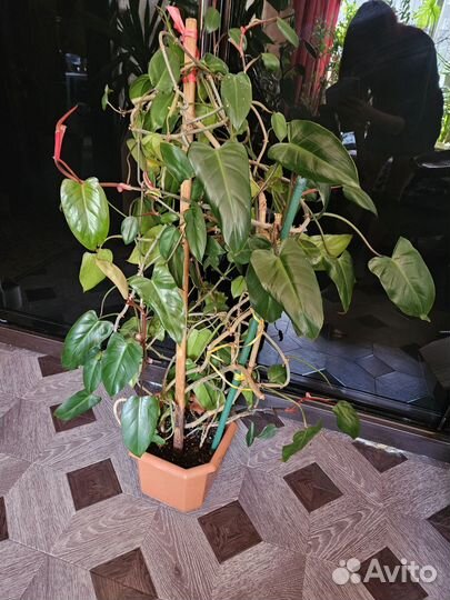 Комнатные растения цветы