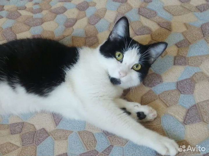 Котик Оскар