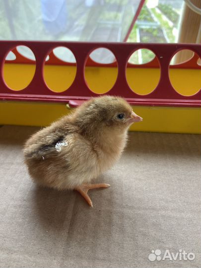 Цыплята кучинская юбилейная