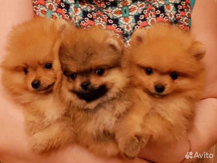 Померанские шпицы с документами в Казани