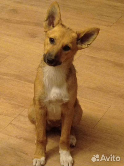 Собаки бесплатно в добрые руки щенки