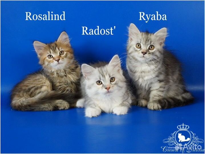 Сибирские котята с родословной традиционного окрас