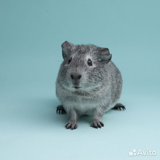 Морская свинка