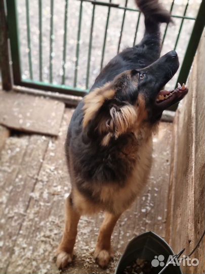 Очаровательный Шкипер ищет семью