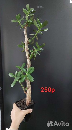 Каланхоэ дегремона, алоэ, толстянки. Отдам/продам