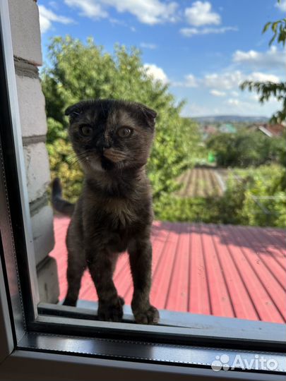 Кошечка в добрые руки