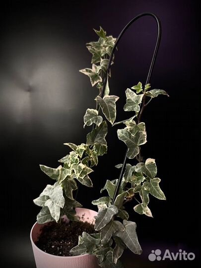 Хедера Вариегатная William Kennedy