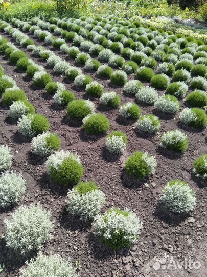 Декоративные растения для сада