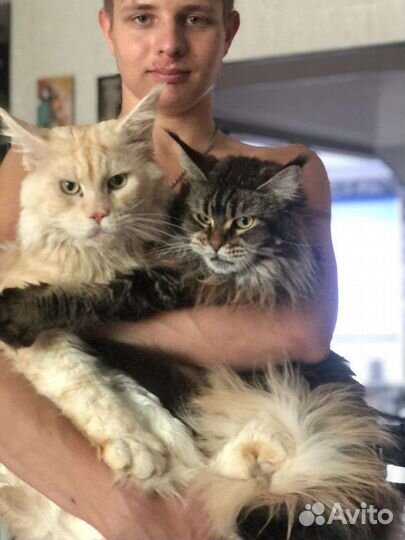 Вязка кот мейн кун