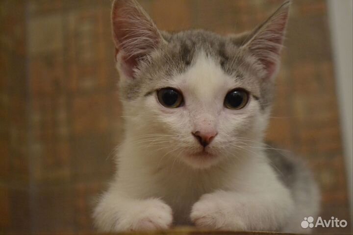 Очаровашка мальчишка ищет Дом