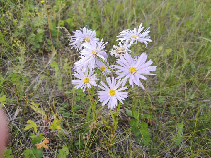 Участок 15 сот. (СНТ, ДНП)