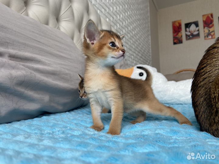 Абиссинские котята