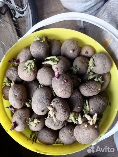 Продам картофель на посадку и еду