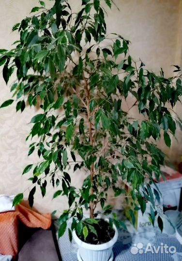 Фикус бенджамина