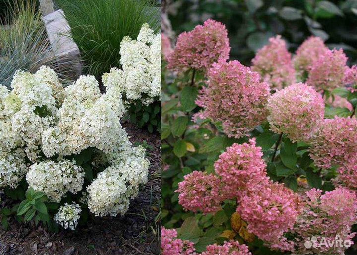 Карликовые гортензии