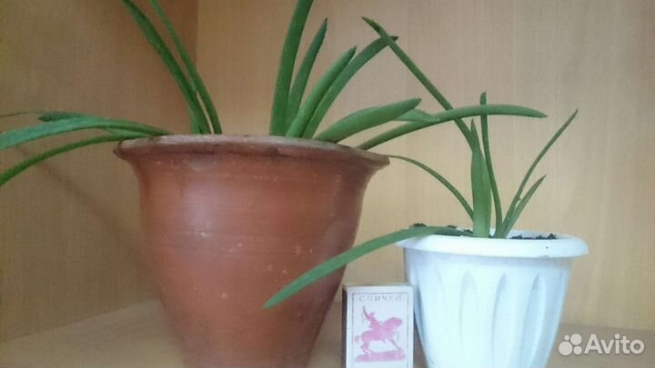 Гастерия пятнистая (