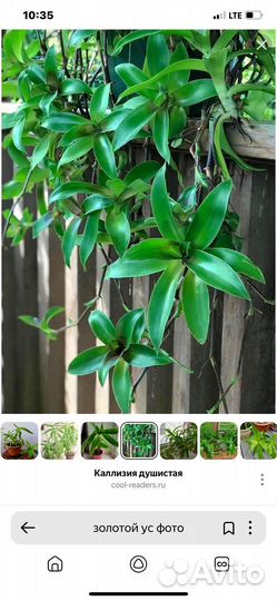 Комнатные цветы