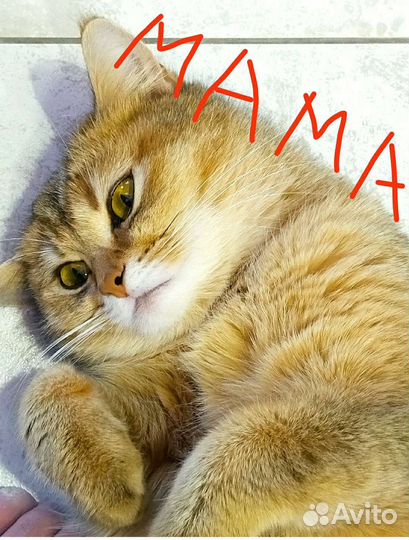 Британская кошка