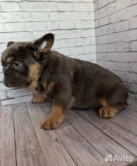 Французский бульдог флаффи девочка