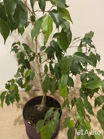 Фикус Бенджамина